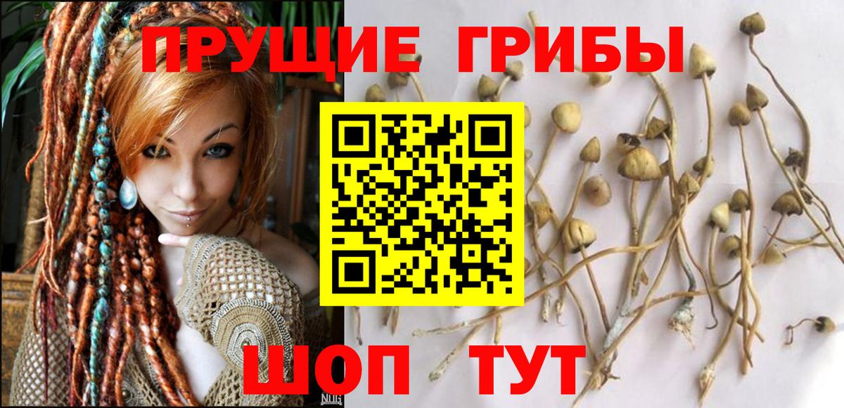 Псилоцибиновые грибы Cubensis Бахчисарай